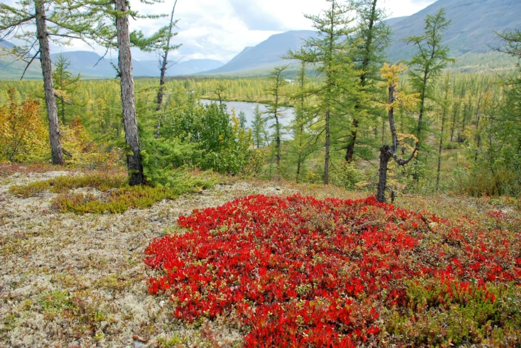 IRCC Issues New Express Entry Invitations for PNP Candidates on June 10